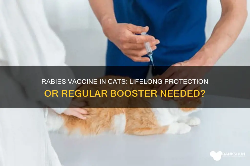 is the rabies vaccine lifelong in cats