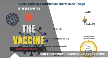 Understanding the Role of Spike Proteins in COVID-19 Vaccines