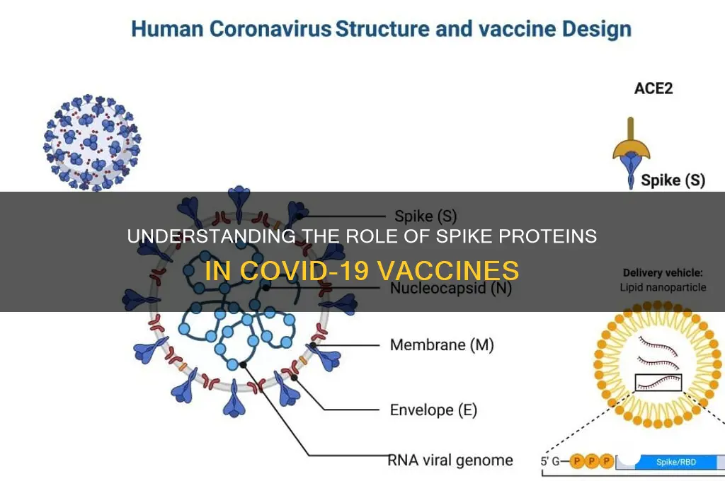 is the spike protein in the vaccine