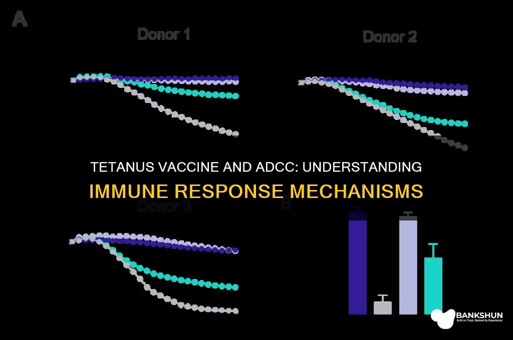 is the tetanus vaccine reacts as adcc