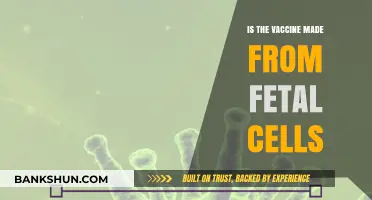 Vaccine Fetal Cell Concerns: Separating Fact from Fiction