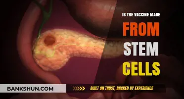 Are Stem Cells Used in Vaccines? Separating Fact from Fiction