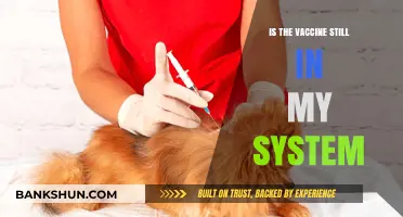 Vaccine Longevity: Does It Remain in Your System Over Time?