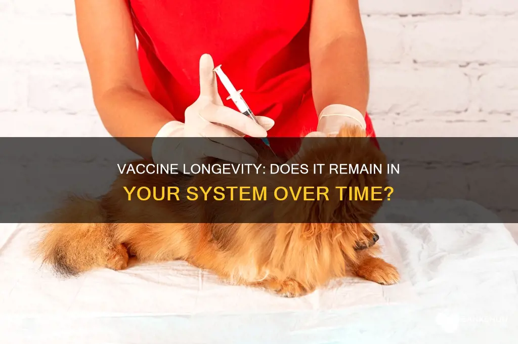 is the vaccine still in my system