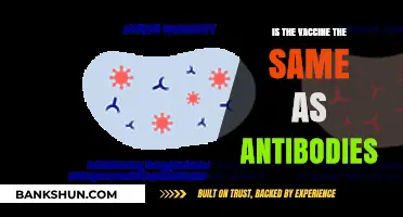 Vaccines vs. Antibodies: Understanding the Difference and How They Work