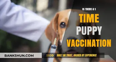 One-Time Puppy Vaccination: Myth or Reality? What Owners Need to Know