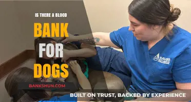 Canine Blood Banks: Saving Lives One Donation at a Time