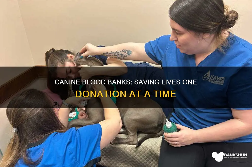 is there a blood bank for dogs