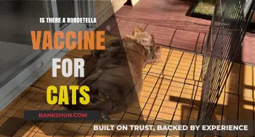 Bordetella Vaccine for Cats: Availability, Benefits, and Importance Explained
