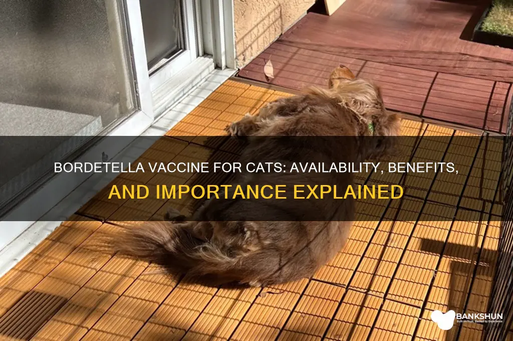 is there a bordetella vaccine for cats