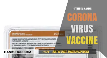 Canine Coronavirus Vaccine: Availability, Efficacy, and Pet Owner Concerns