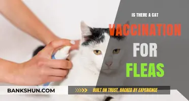 Do Cat Vaccinations Protect Against Fleas? What Owners Need to Know
