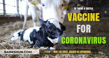 Cattle Coronavirus Vaccine: Current Status and Future Prospects