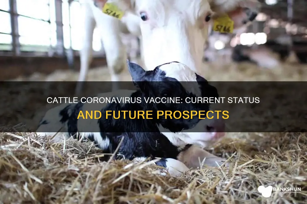 is there a cattle vaccine for coronavirus