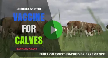 Coccidiosis Vaccine for Calves: Availability, Benefits, and Prevention Strategies