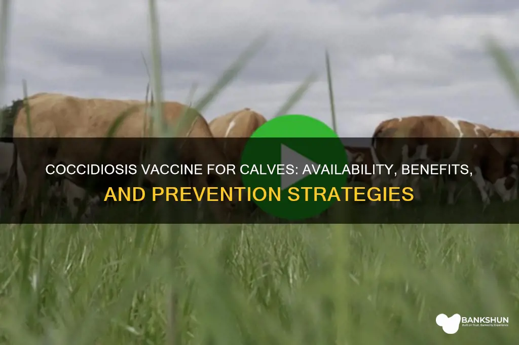 is there a coccidiosis vaccine for calves
