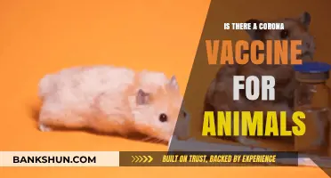 Can Pets Get COVID-19 Vaccines? Animal Corona Vaccine Explained