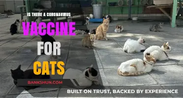 Can Cats Get a Coronavirus Vaccine? What Pet Owners Need to Know