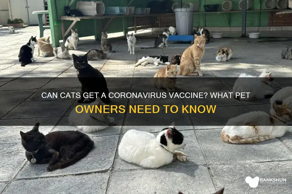 is there a coronavirus vaccine for cats