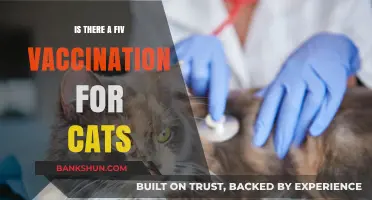 Feline Vaccination Guide: Is There a FIV Vaccine for Cats?