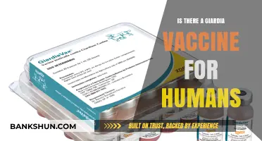 Giardia Vaccine for Humans: Current Status and Future Prospects