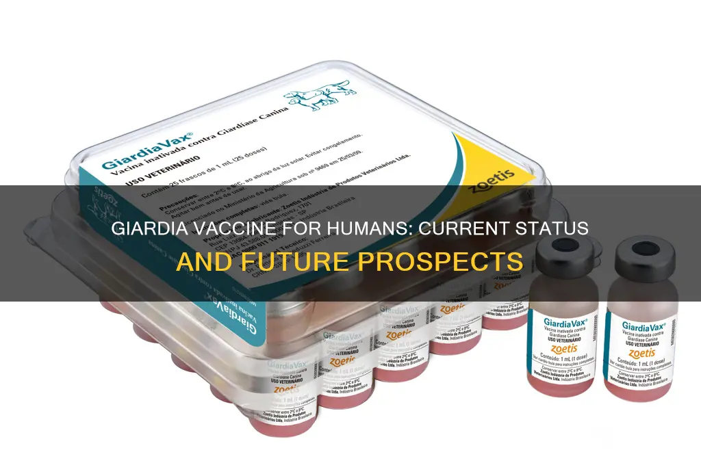 is there a giardia vaccine for humans