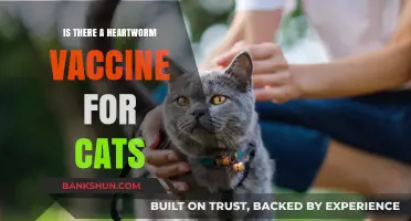 Heartworm Vaccine for Cats: Fact or Fiction? What Owners Need to Know