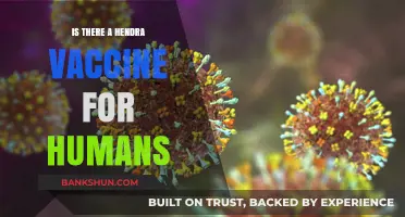 Hendra Virus: Is There a Human Vaccine Available?