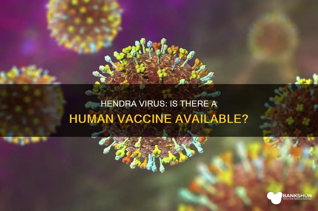 is there a hendra vaccine for humans
