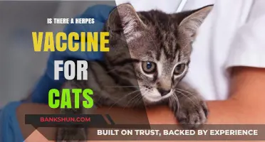 Is There a Herpes Vaccine for Cats? What Owners Need to Know