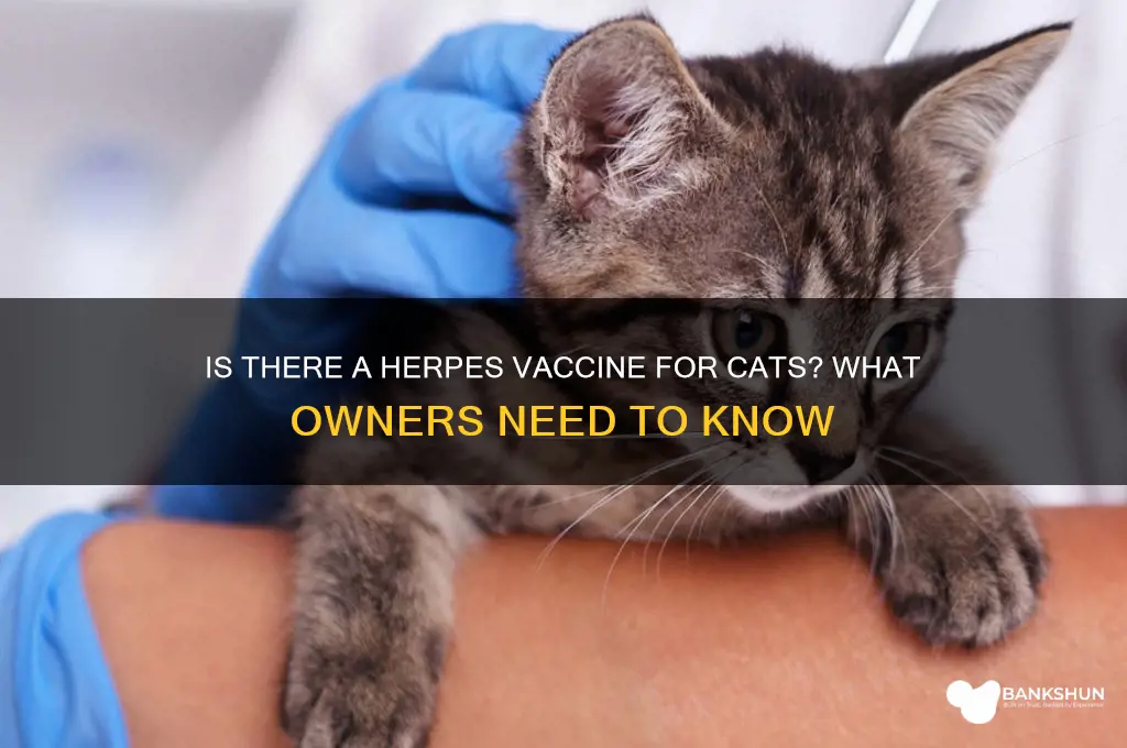 is there a herpes vaccine for cats