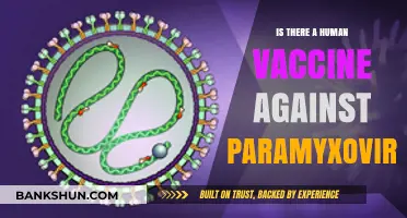 Exploring Human Vaccines: Can We Fight Paramyxoviridae Infections Effectively?