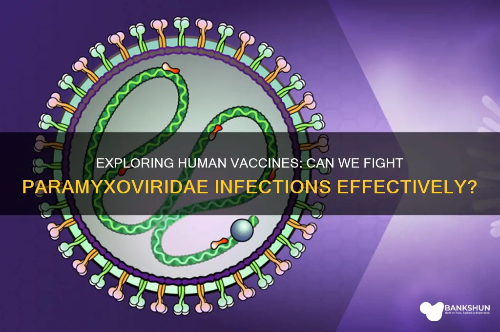 is there a human vaccine against paramyxoviridae