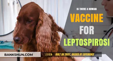 Human Leptospirosis Vaccine: Current Status and Future Prospects