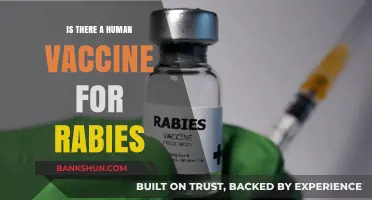 Human Rabies Vaccine: Availability, Effectiveness, and Prevention Explained