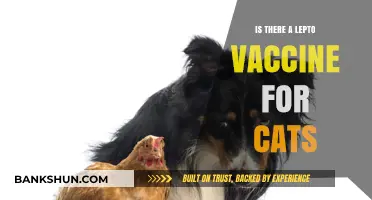 Protecting Your Feline: Lepto Vaccine Availability for Cats Explained