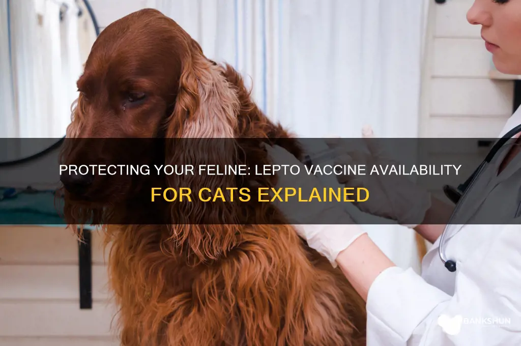 is there a lepto vaccine for cats