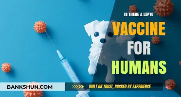 Leptospirosis Vaccine for Humans: Availability, Efficacy, and Prevention Tips