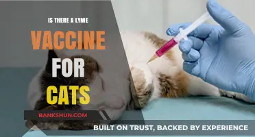 Lyme Disease in Cats: Is There a Vaccine Available?
