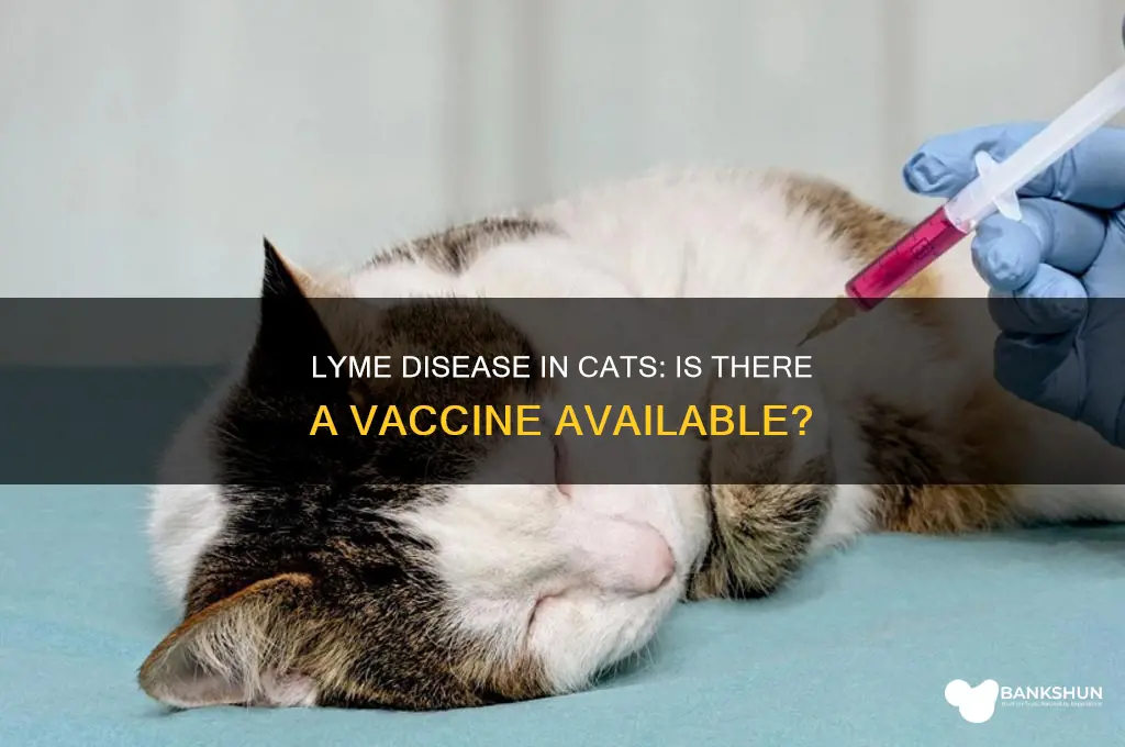 is there a lyme vaccine for cats