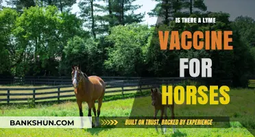 Lyme Disease in Horses: Is There a Vaccine Available?