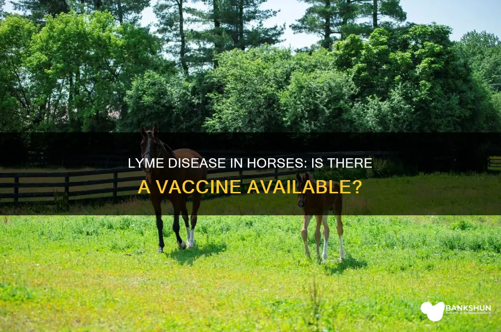 is there a lyme vaccine for horses