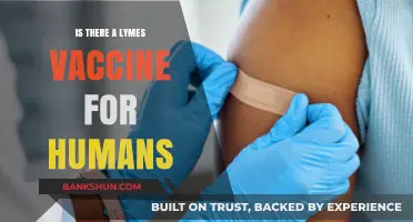 Exploring the Availability of a Lyme Disease Vaccine for Humans