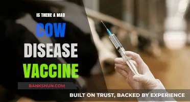 Exploring the Possibility of a Mad Cow Disease Vaccine: What We Know