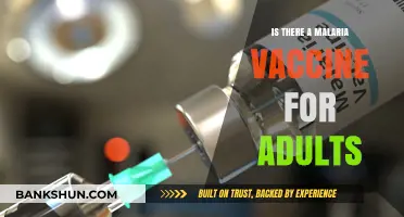 Malaria Vaccine for Adults: Availability, Efficacy, and Protection Explained