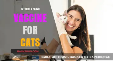 Can Cats Get a Parvo Vaccine? Essential Facts for Pet Owners