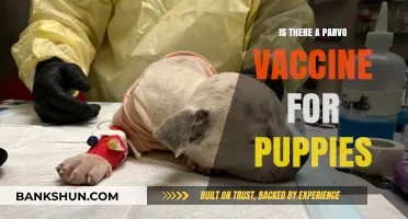 Protecting Puppies: The Importance of Parvo Vaccination Explained