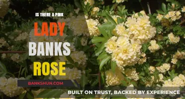 Discovering the Pink Lady Banks Rose: Myth or Reality?