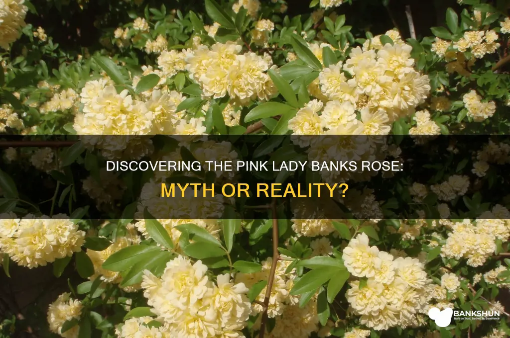 is there a pink lady banks rose