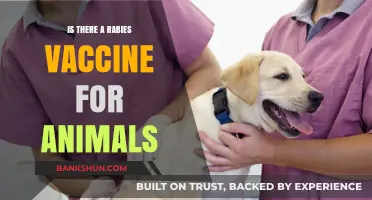Rabies Vaccine for Pets: Protecting Animals from Deadly Virus